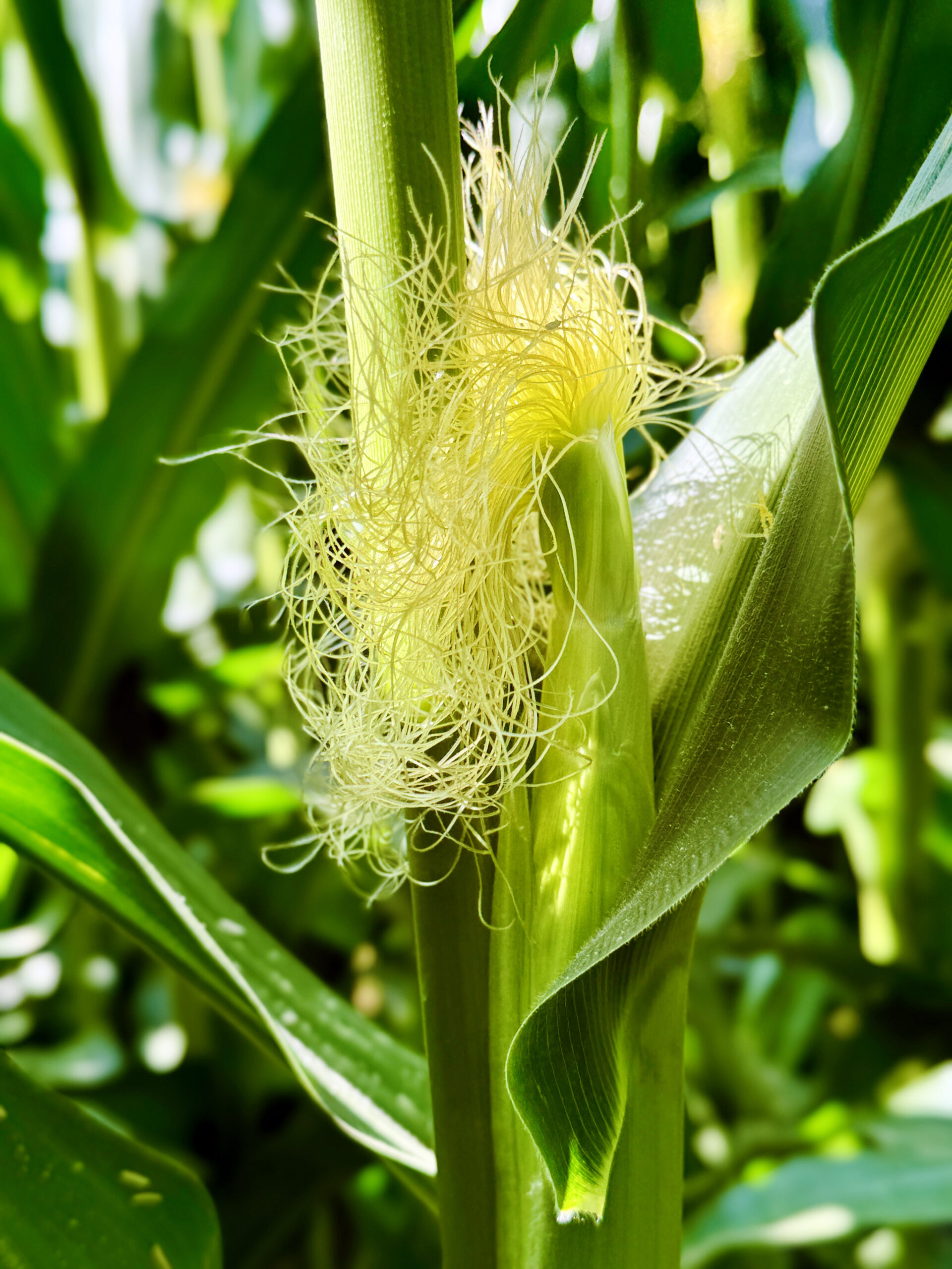 Corn 7192024-Kansas